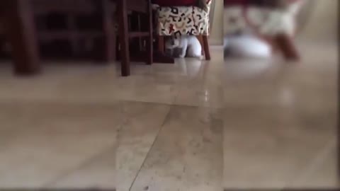 😆😻Funny Animal Video - Best Cat😹& Dogs🐶Video of the Week