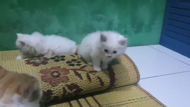 cute cat and very adorable