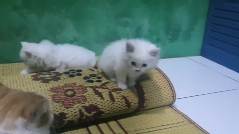 cute cat and very adorable