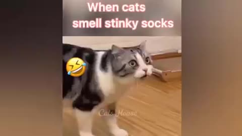 Funny seens whit cat 🐈 watch now