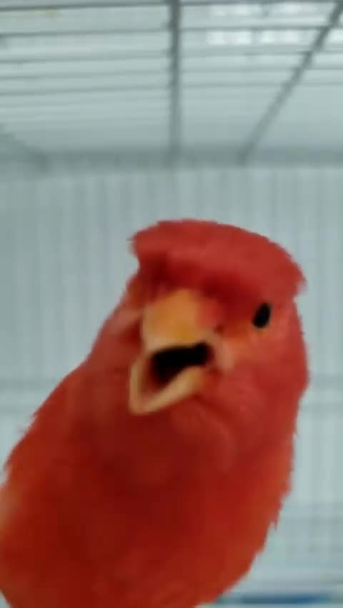 Beautiful bird sounds in the world8