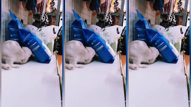 How Cat Reacts When Hearing Mouse Sounds From Phone Viral Cat