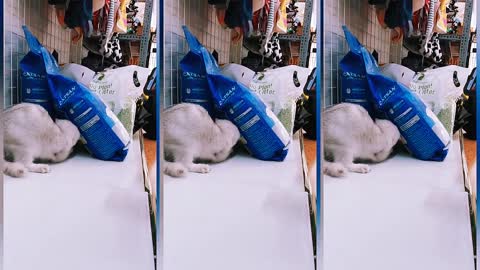 How Cat Reacts When Hearing Mouse Sounds From Phone Viral Cat