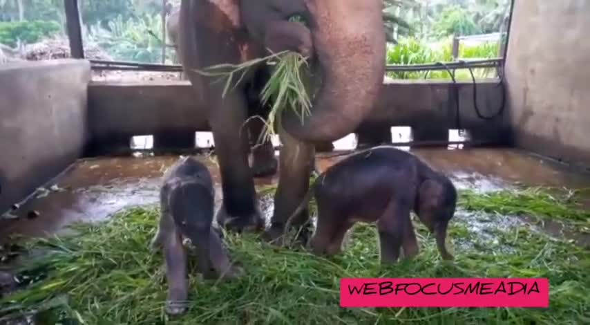 Sri lanka - Birth of twin elephants at the Pinnawala Elephant Conservation Center