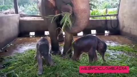 Sri lanka - Birth of twin elephants at the Pinnawala Elephant Conservation Center