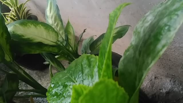 Ortensia Flower