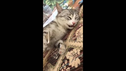 Funniest Animals 2023 - Funniest Cats and Dogs - Part 34/Happyy Pett