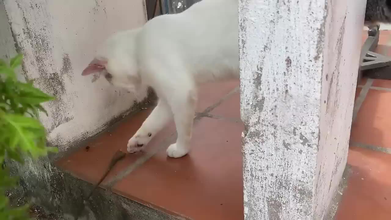Two baby kitten cats