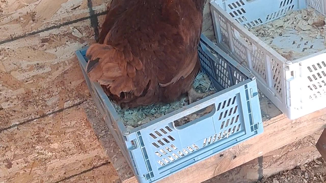 Henrietta makes egg