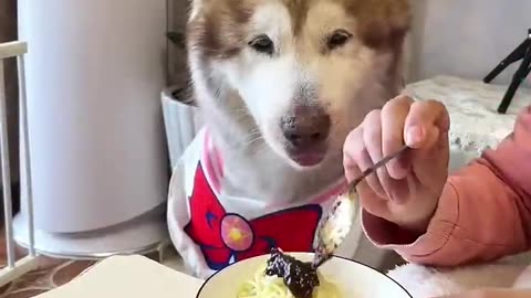 Cute dog