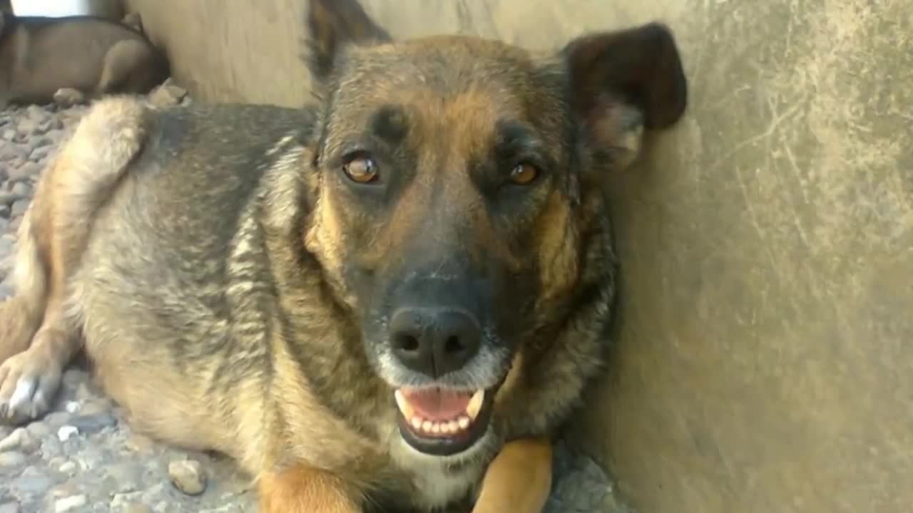 This Dog Was Guarding Her Owner’s Grave
