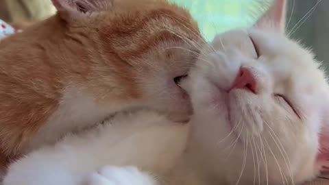 🐈So Cute😻😎🤣🤣