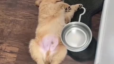 puppys drink starbuck coffee😂