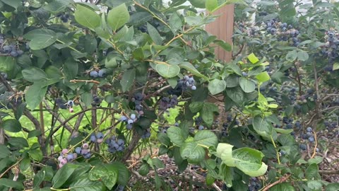 Fruits and berries farm Ontario Canada
