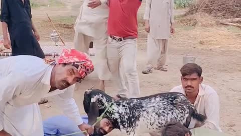 Funny Video Just For Laugh