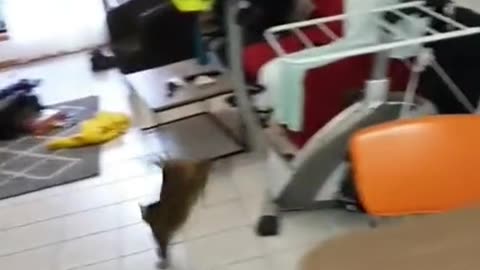 Funny cats video