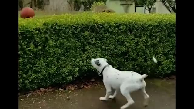 Funniest_Animals_🐧_