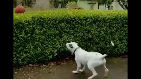 Funniest_Animals_🐧_