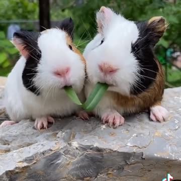 TWO BEAUTIFUL RATS EATING A LEAF