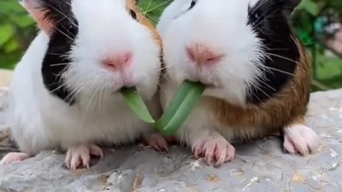 TWO BEAUTIFUL RATS EATING A LEAF