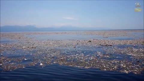 Anthropogenic Factor. Scientist Opinion