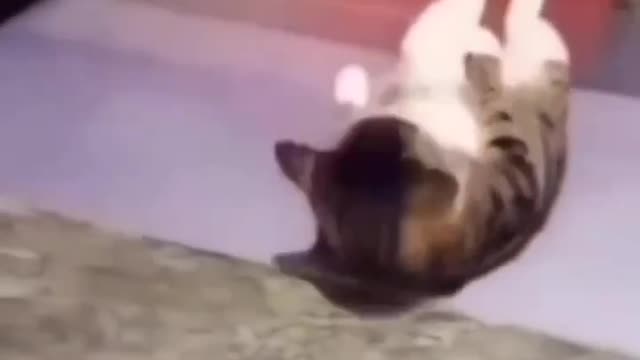 Funny Cat video