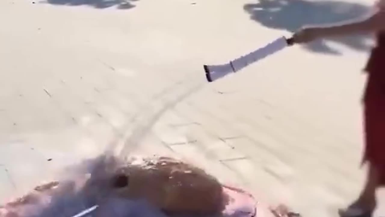 Giant Octopus Shedding It's Skin