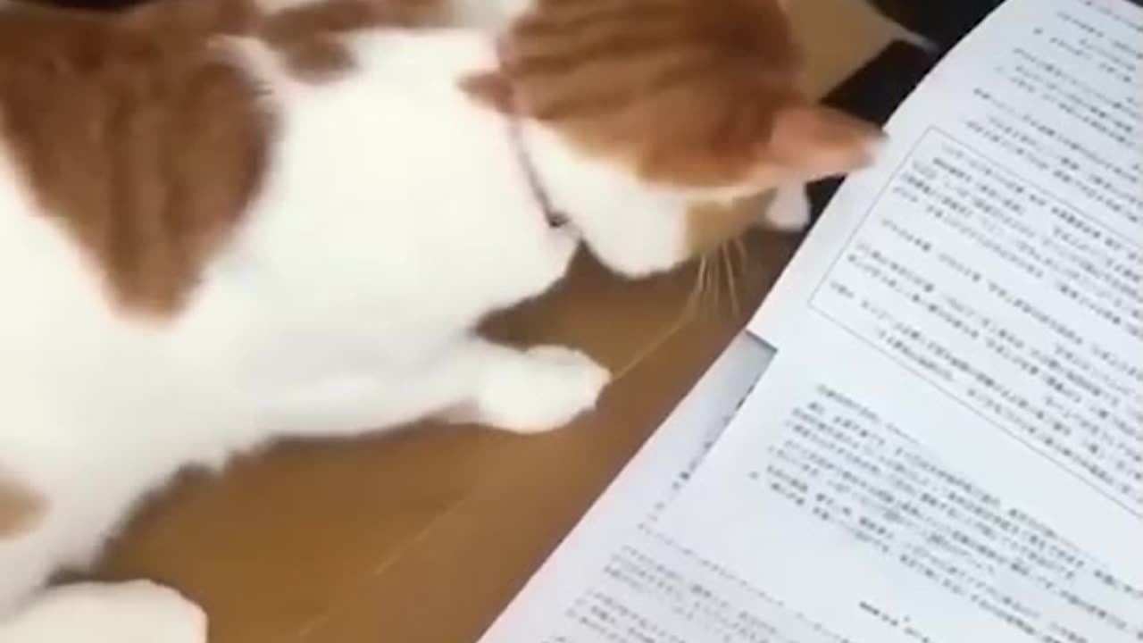 SmartKittens_00002