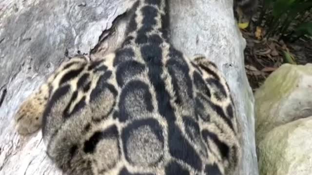 Imagine if the size of a tiger!!