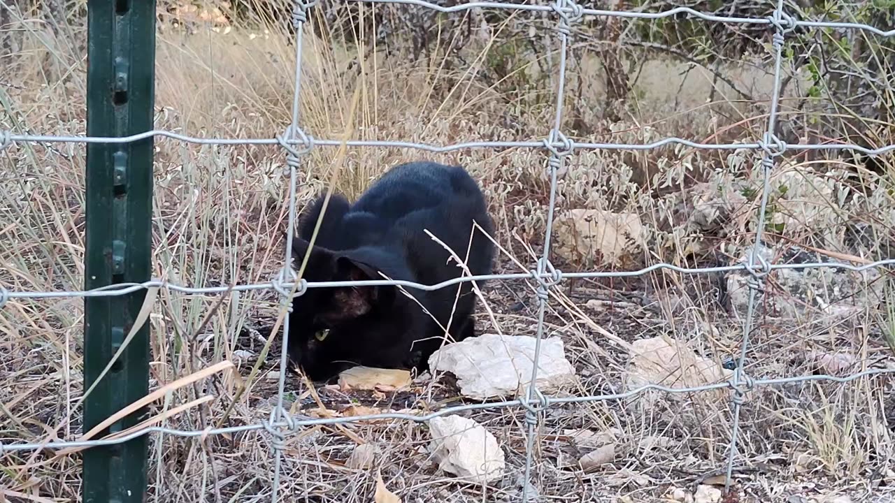 A Black Panther....I got to feed him... :)