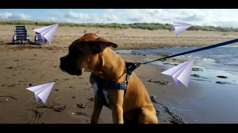 Gone with the #wind 😅🐾 My mama thought this was funny,