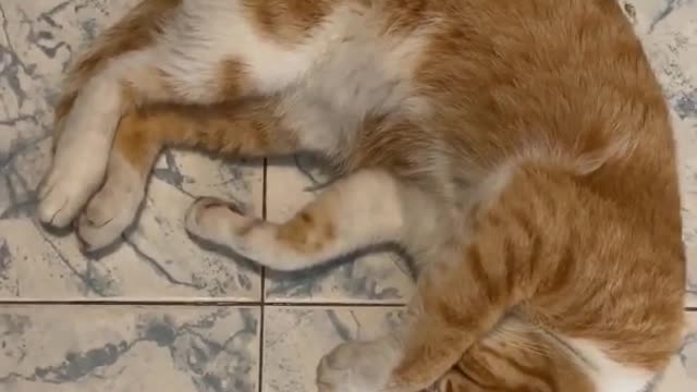 Funniest Animals - Best Of The 2022 Funny Animals Videos