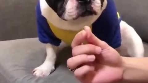 Funny Dogs