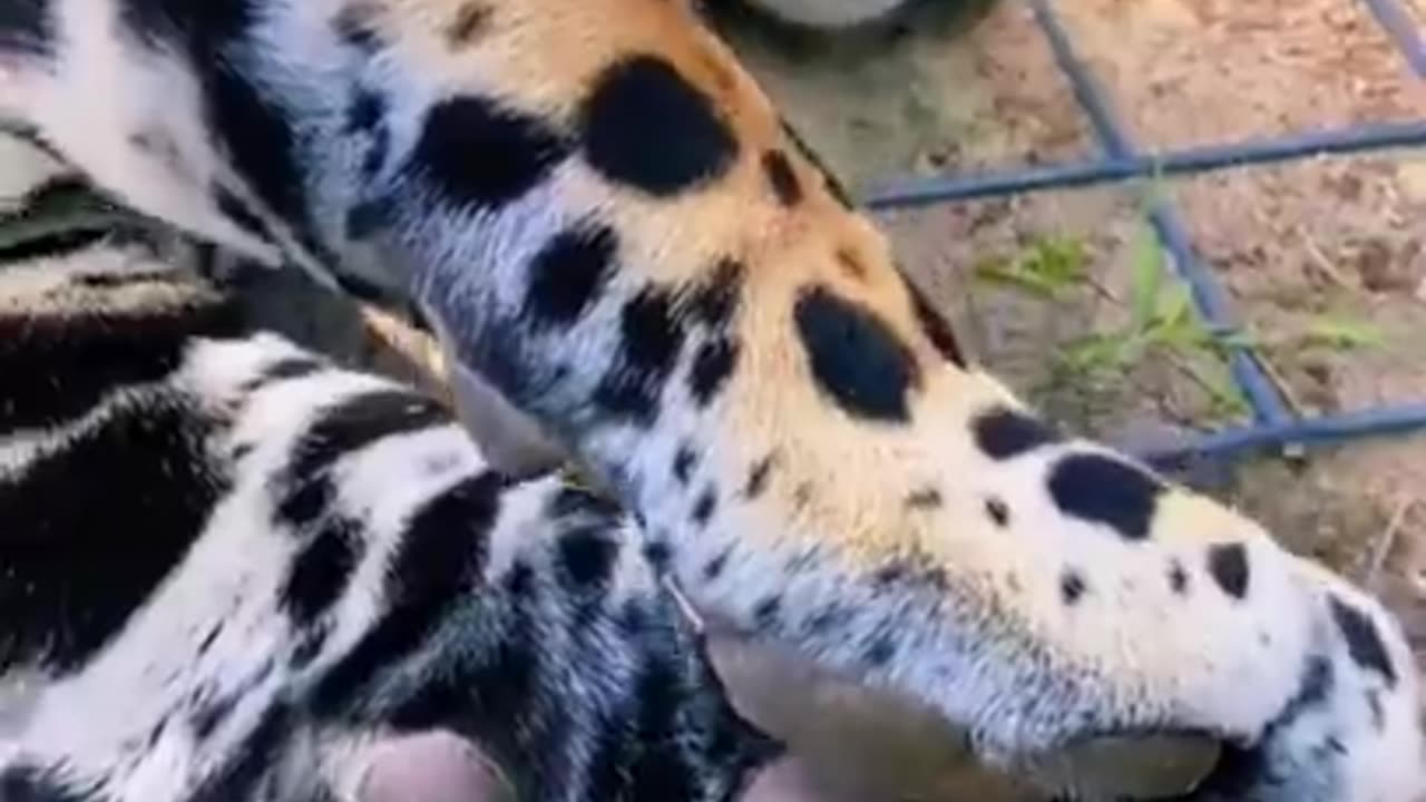 Jaguar Loves Belly Rubs ! SO CUTE