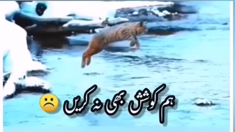 Best urdu poetry short