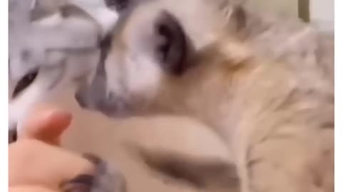 Funny cat and dog clips 😁😁😁