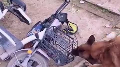 Emergency rescue dog awesome cute pet _____