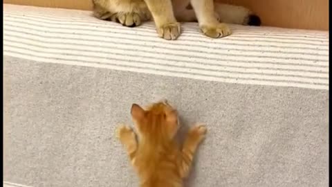 "Tiny Tails and Big Brains: A Hilarious Look at Cat Personalities"