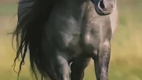 Amazing Horse Running