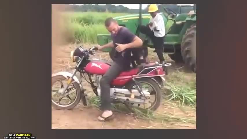 Funniest Animals Acting Funny Animal Completion