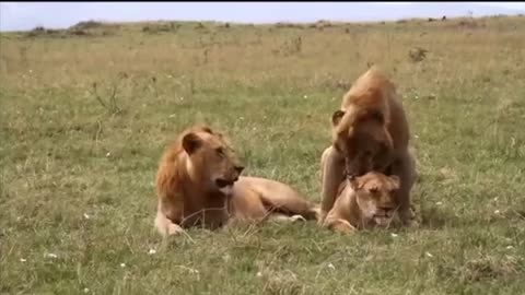 Mating