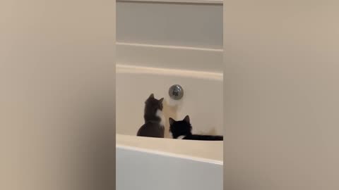 Best Funny Animal Videos Of The 2023 🤣 - Funniest Cats And Dogs Videos 😺😍 (46)