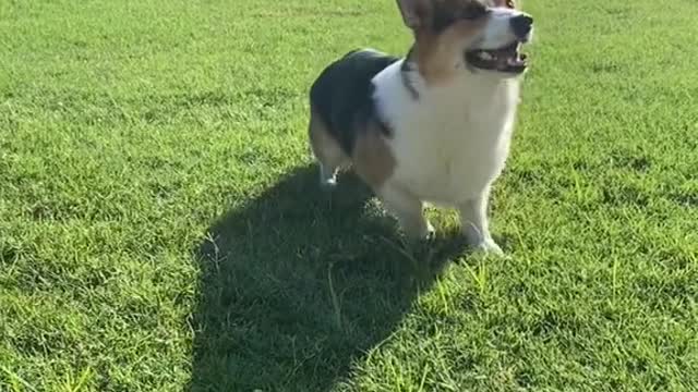 Pickles’ Happy Dance!