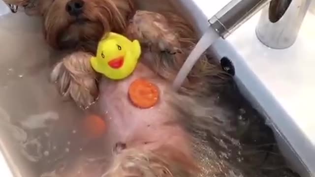 dog washing