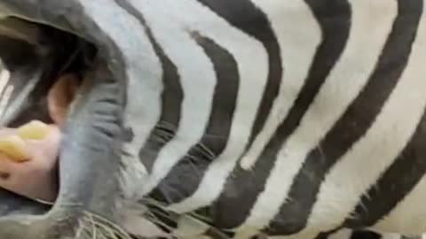 Zebra funny videos
