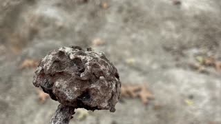 Petrified mushroom and have a happy new year