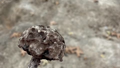 Petrified mushroom and have a happy new year