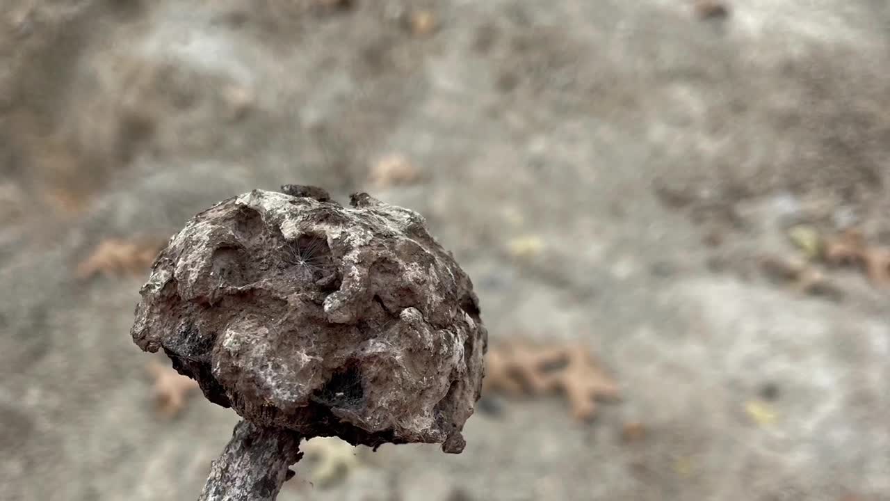 Petrified mushroom and have a happy new year