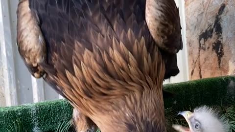 Ealge 🦅 is feeding her baby,,@mom is everything in this life