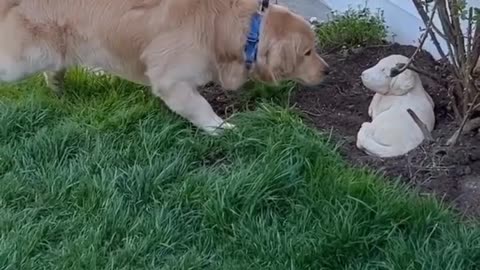 Funny dog video